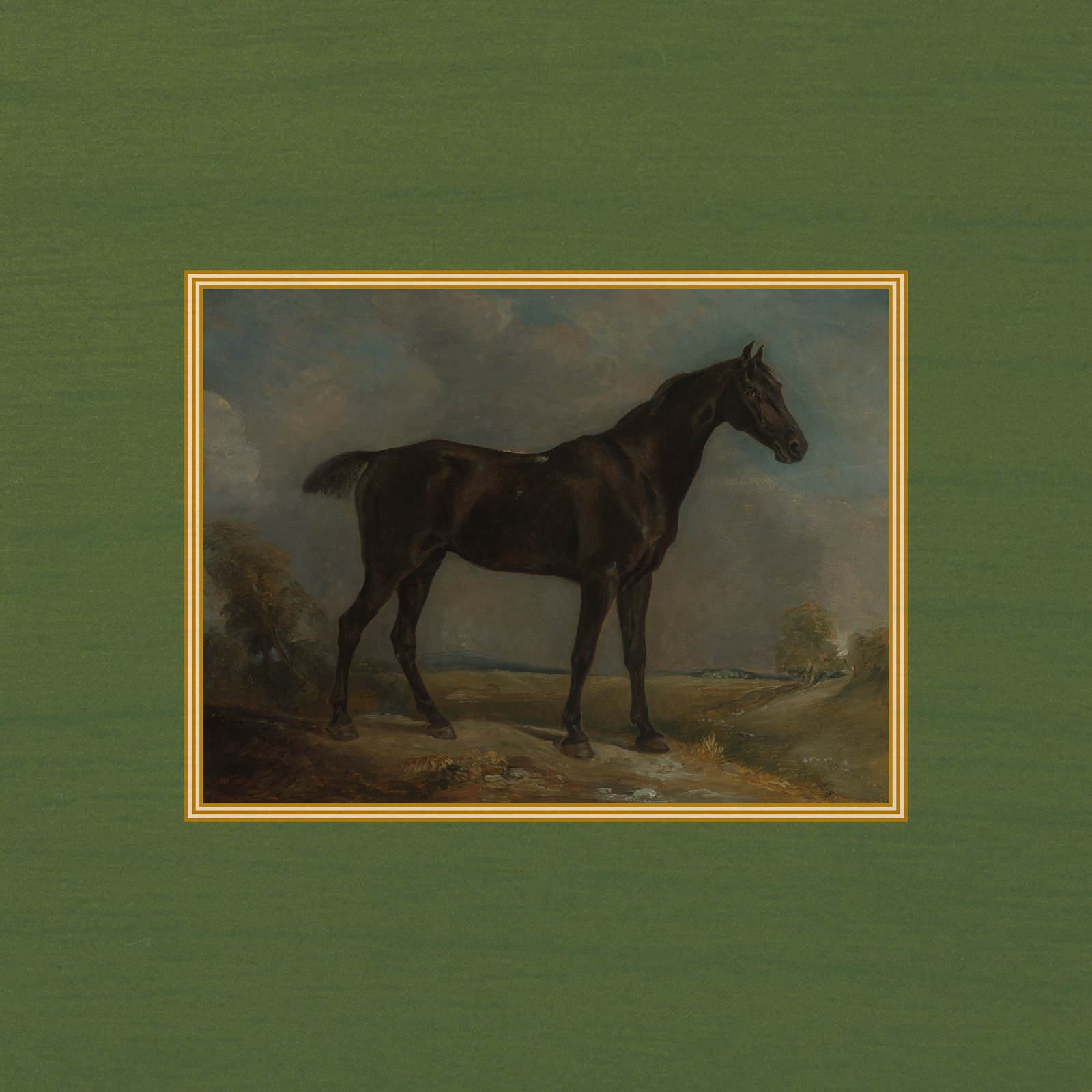 Equestrian Horse Portrait - Black Horse