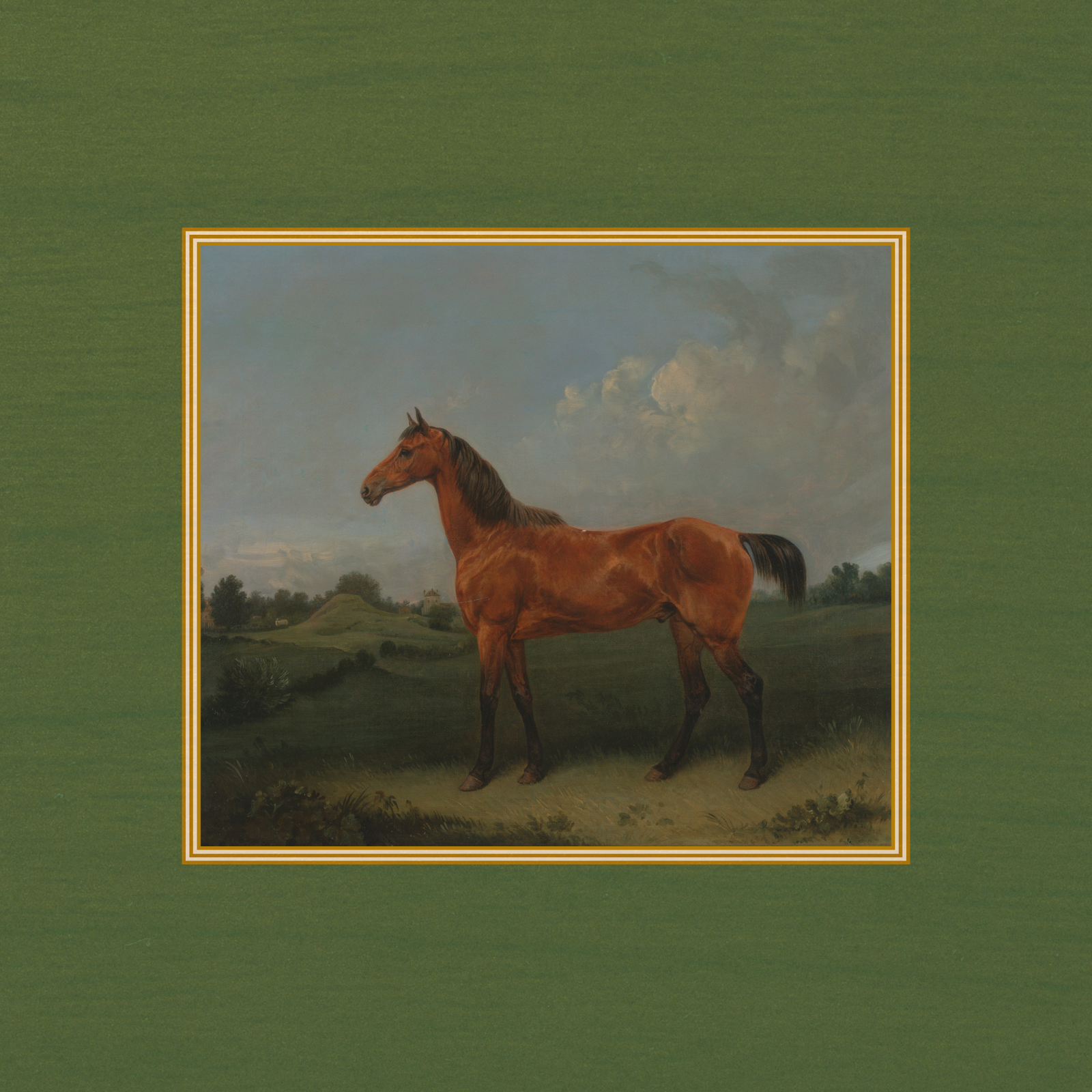 Equestrian Horse Portrait - Brown Horse